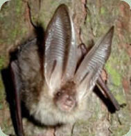 bat